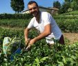 Rize’nin Çay Aşkı ve Çaykur