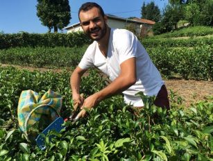 Rize’nin Çay Aşkı ve Çaykur