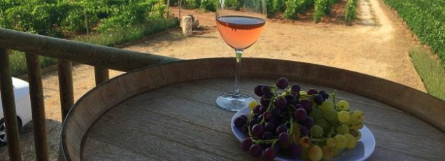 Pamukkale Harvest 2016’nın başındaydık